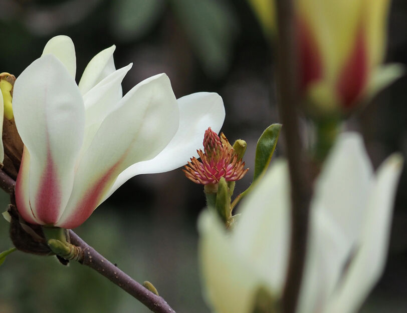 Magnolia zenii PINK PARCHMENT P15/70cm