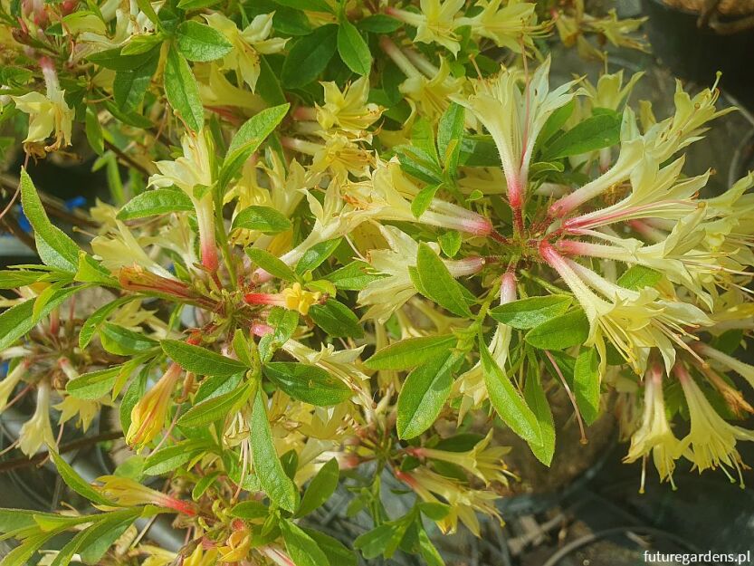Rhododendron austrinum Azalia dzika C5/60cm *K12