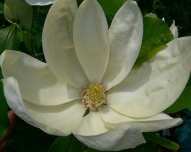 Magnolia x thompsoniana OLMENHOF C4/60-100cm *T44