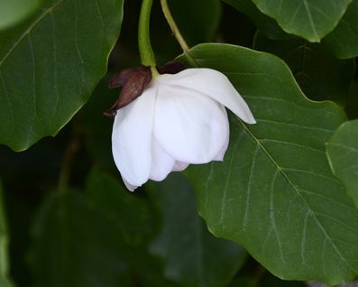 Magnolia kulista M.globosa C2/20-30cm
