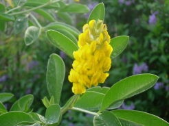 Argyrocytisus battandieri C3/40-50cm *B