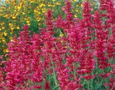 Kłosowiec HEATWAVE  Agastache hybride 'Heatwave'