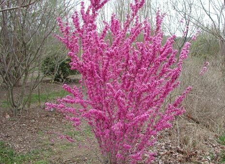 Judaszowiec karłowy LITTLE WOODY Cercis canadensis C4/60-100cm *T71