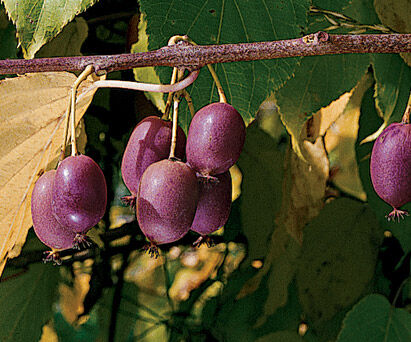 Actinidia arguta ANANASNAYA Kiwi żeńskie /C1 *K8