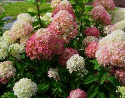 Hortensja karłowa BOMBSHELL Hydrangea paniculata /C2