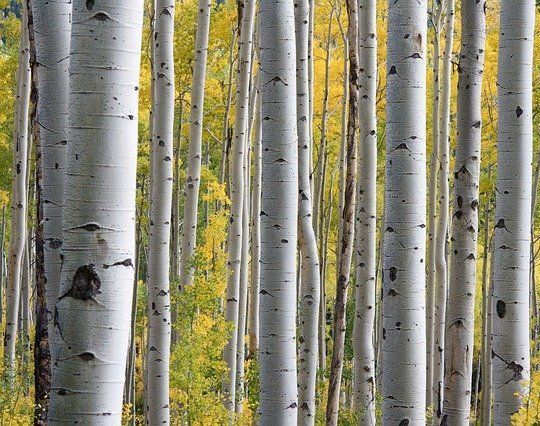 Brzoza pożyteczna KASHMIR WHITE Betula utilis C3/90cm