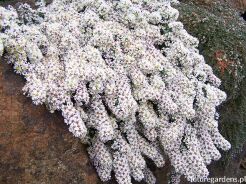 Aster wrzosolistny SNOW FLURRY Aster ericoides f. prostratus /C2 *K3