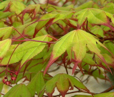 Klon palmowy TSUMA GAKI Acer palmatum C2/80cm