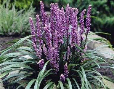 Liriope szafirkowata ROYAL PURPLE Liriope muscari /P15 *45T