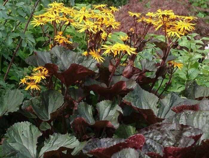 Języczka MIDNIGHT LADY Ligularia /C2-C3 *7