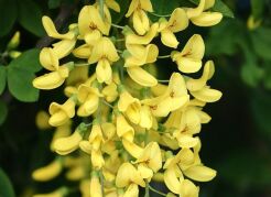 Złotokap zwyczajny QUERCIFOLIUM Laburnum anagyroides C2/50-80cm *12T