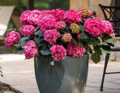 Hortensja ogrodowa SUMMER LOVE® Endless Summer Hydrangea macrophylla /C2 *T1