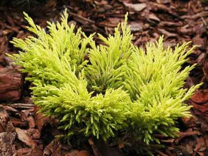 Jałowiec horyzontalny LIMEGLOW Juniperus horizontalis C2/20-30cm *4