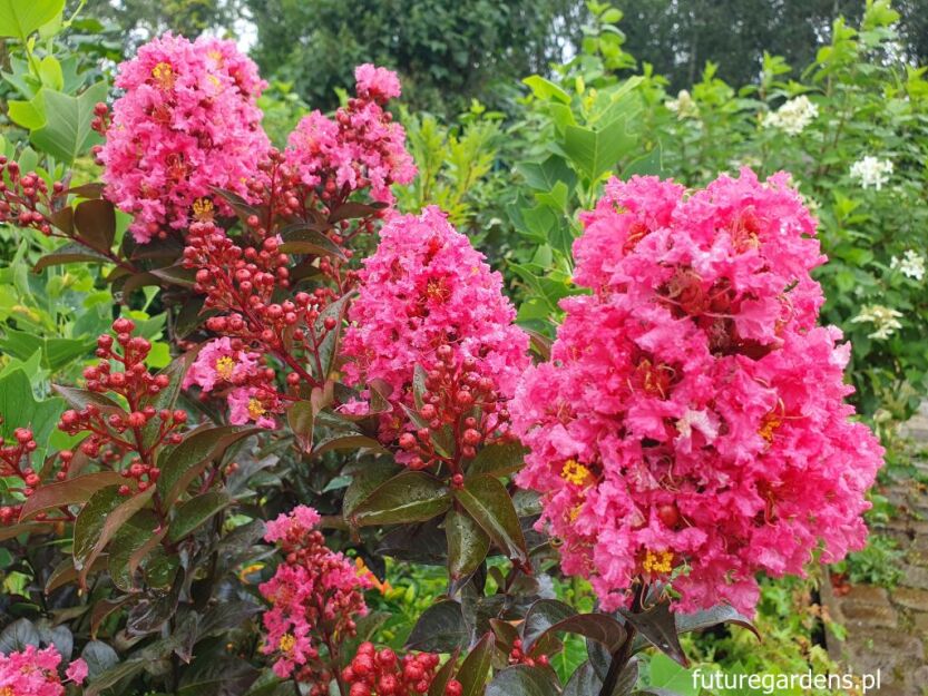 Lagerstroemia CORAL MAGIC na PNIU C7,5/Pa80(100-120)cm *GD