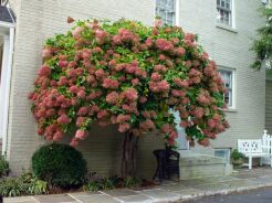 Hortensja bukietowa Pee Gee na PNIU Hydrangea Grandiflora C5/Pa70cm