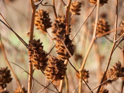 Lukrecja chińska Glycyrrhiza yunnanensis /P9 *T13