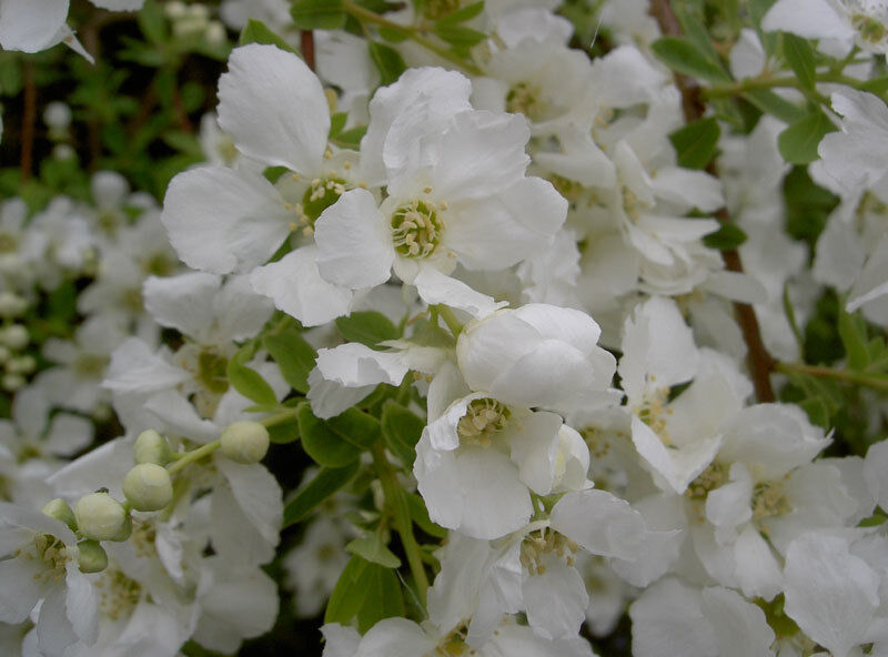 Obiela piłkowana SNOW WHITE Exochorda serratifolia C10/1,8m