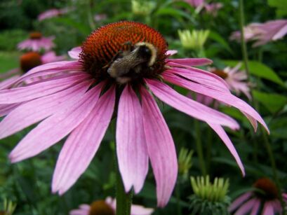 Jeżówka purpurowa MAGNUS Echinacea purpurea /C2 *K3