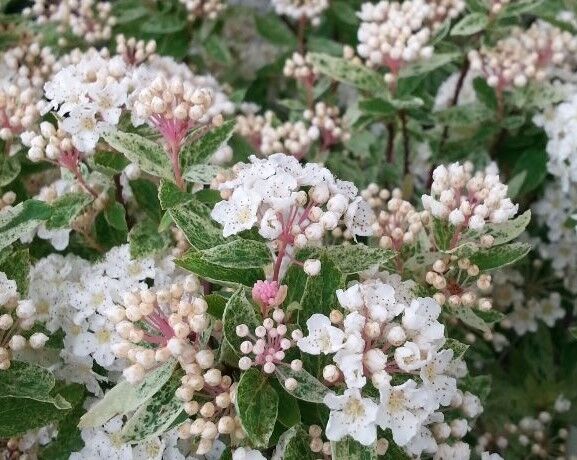 Tawuła van Houtte'a PINK ICE Spiraea ×vanhouttei /C3 *K14