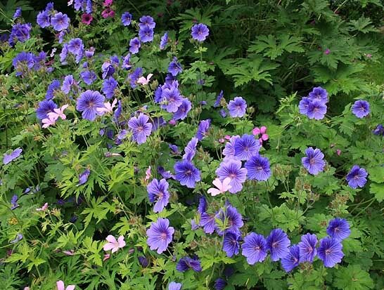 Bodziszek JOHNSON'S BLUE  Geranium /C5