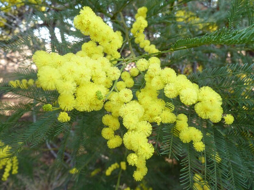 Acacia dealbata syn.Acacia decurrens Akacja srebrzysta C2/80cm