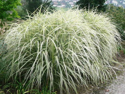 Miskant chiński CABARET Miscanthus sinensis /C2 *K26