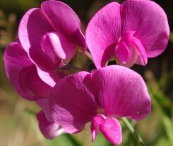 Groszek szerokolistny PINK PEARL Lathyrus latifolius /P9 *K11