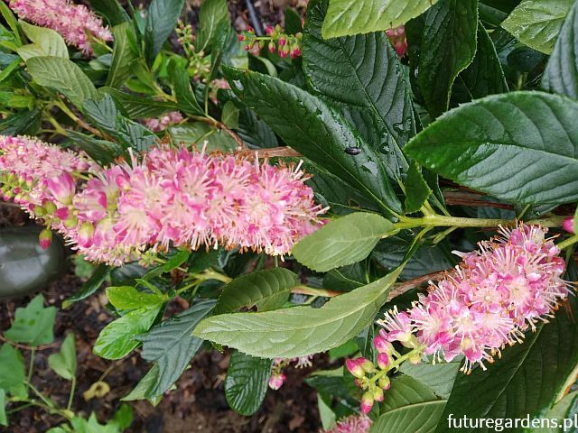 Orszelina olcholistna HOKIE PINK Clethra alnifolia C2/60cm *T35