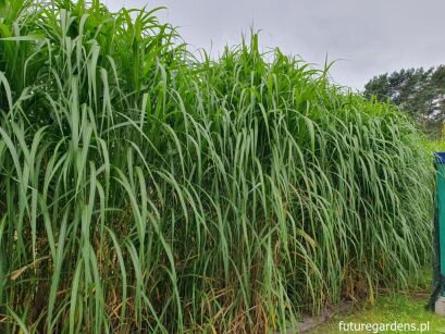 Miskant olbrzymi Miscanthus giganteus /C2 *K5