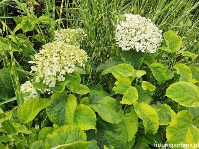 Hortensja krzewiasta GOLDEN ANABELLE Hydrangea arborescens /C3 *T5