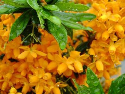 Berberys APRICOT QUEEN Berberis lologensis C3,5/40-60cm *T15