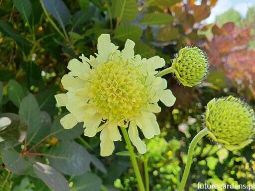 Głowaczek olbrzymi Cephalaria gigantea - 20 szt nasion