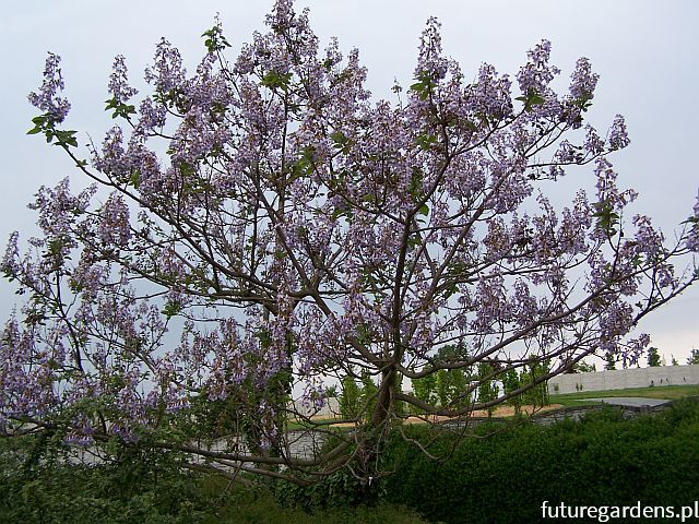 Paulownia fortunei FAST BLUE /C5