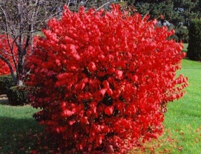 Trzmielina oskrzydlona Euonymus alatus C2/40-60cm