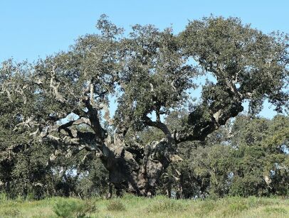 Dąb Korkowy Quercus suber C2/60-80cm