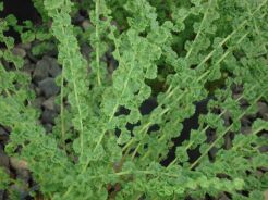 Wietlica samicza FRIZELLIAE Athyrium filix-femina /P11 