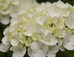 Hortensja bukietowa WHITE DIAMONDS  Hydrangea paniculata 'HYPMAD I'