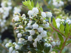 Gaulnettia wisleyensis JINGLE BELLS C2(C5)/20-30cm *K20