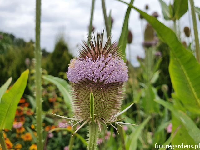 Szczeć pospolita Dipsacus sativus - sadzonka /P11 *K16