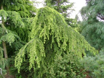 Jałowiec sztywny PENDULA Juniperus rigida P15/30-40cm