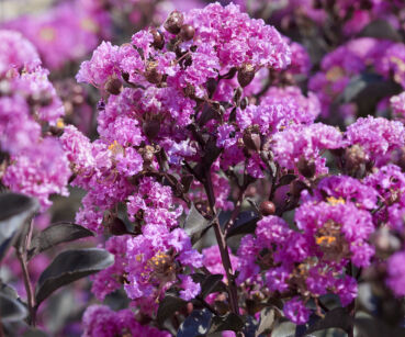 Lagerstroemia LAVENDER LACE Black Diamond® na PNIU Bez południa C18/Pa80(150)cm *2