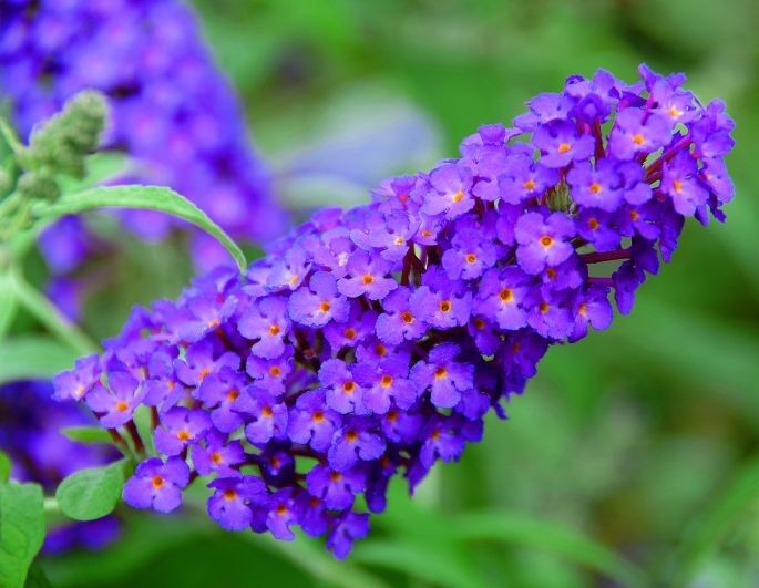 Budleja karłowa BUZZ PINK PURPLE® Buddleja /C2,5