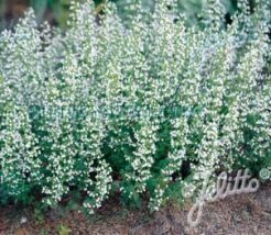 Czyścica WHITE CLOUD Calamintha nepeta /C1,5 *7F