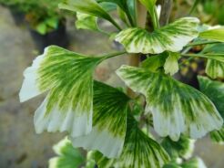 Miłorząb dwuklapowy SNOW CLOUD ginkgo biloba C2/5-10cm