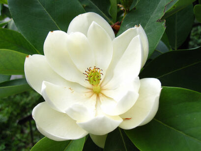 Magnolia zimozielona MARYLAND M.grandiflora C5/1m