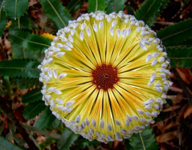 Banksia intergrifolia C3/120cm