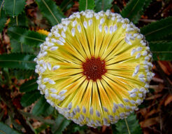 Banksia intergrifolia C3/120cm