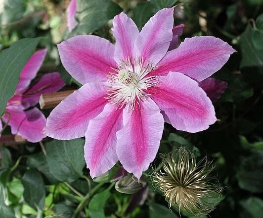 Clematis DOCTOR RUPPEL Powojnik wielkokwiatowy /C2 *26T