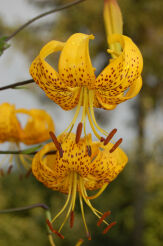 Lilia azjatycka CITRONELLA 