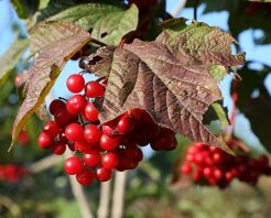 Kalina amerykańska DART'S GRADUATE Viburnum trilobum V. americanum C5/80-100cm *K13